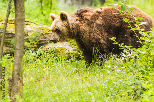 Brown bear crossing a green forest