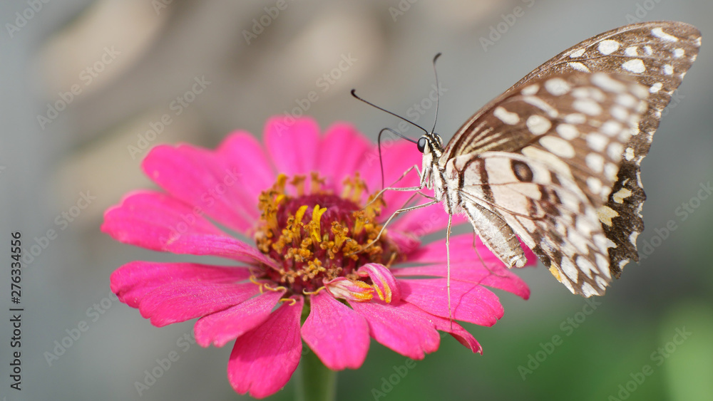 Butterfly is sucking nectar from pink zinnia Butterfly is sucking nectar from pink zinnia