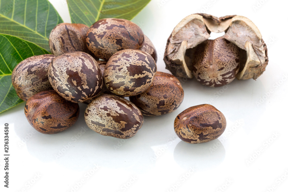 Rubber seeds (Hevea brasiliensis) and rubber leaves isolated on white background. Rubber seeds (Hevea brasiliensis) and rubber leaves isolated on white background.