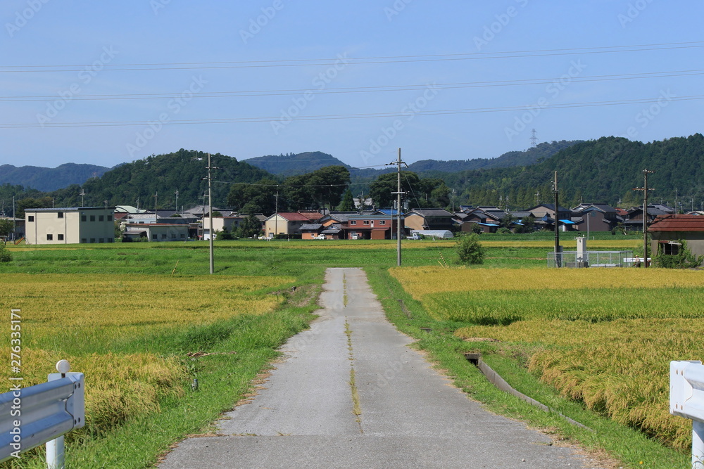 稲が実る晴れの日の田園と一直線に伸びる田んぼ道です