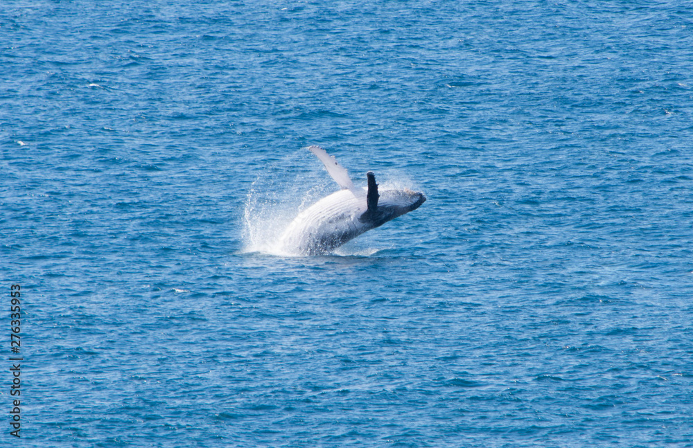 Fototapeta premium Jumping Finwhale at Fraser Island, Queensland, Australia