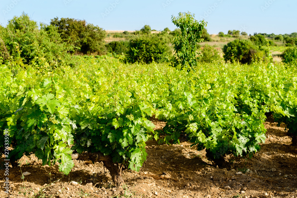 vine plantation and winemaking