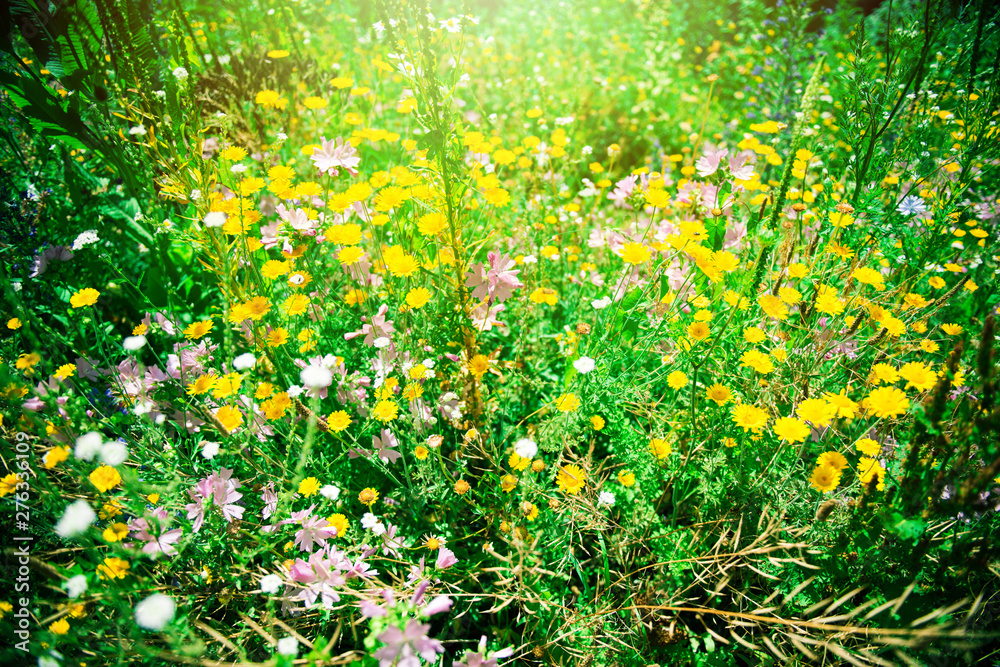 Field flowers, different field flowers outside, flower background, beautiful colours