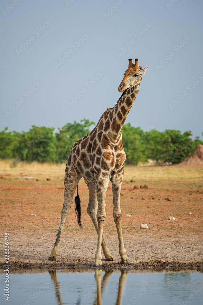 Giraffe - Giraffa giraffa, safari in Etosha National Park, Namibia, Africa. Cute member of African big five. Giraffe - Giraffa giraffa, safari in Etosha National Park, Namibia, Africa. Cute member of African big five.