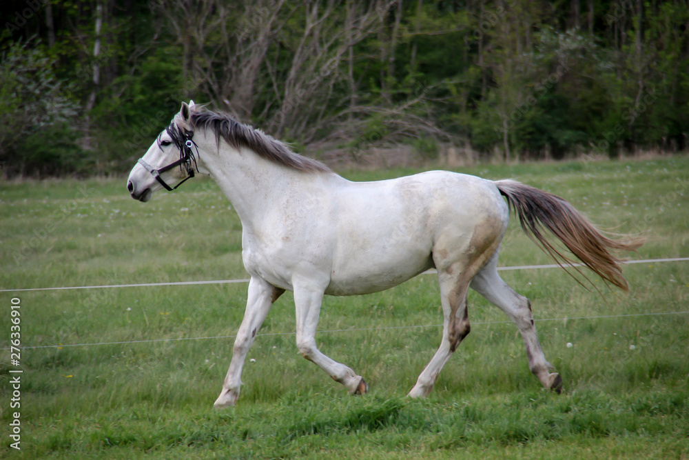 Studie eines Pferd, Ponny Studie eines Pferd, Ponny