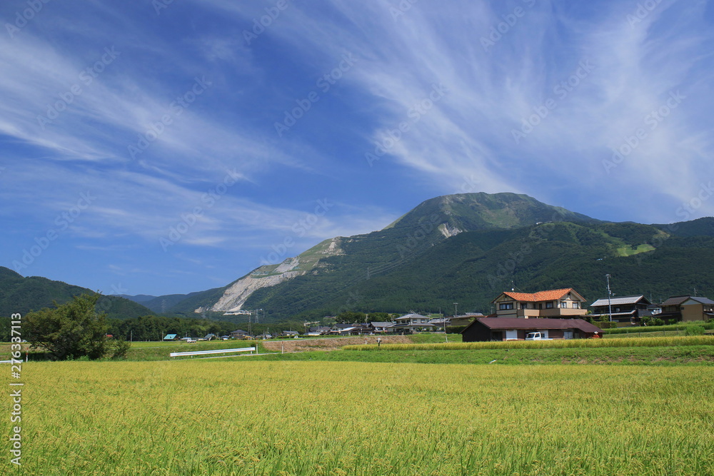 稲実る、秋晴れの田園風景と滋賀県の伊吹山です