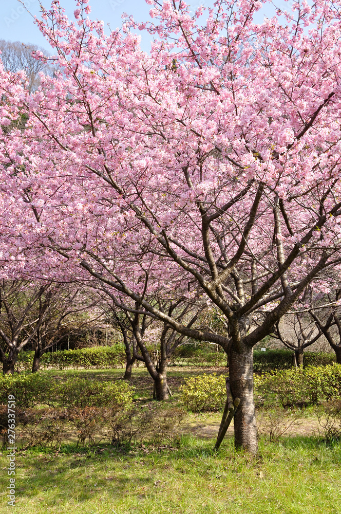 河津桜 河津桜