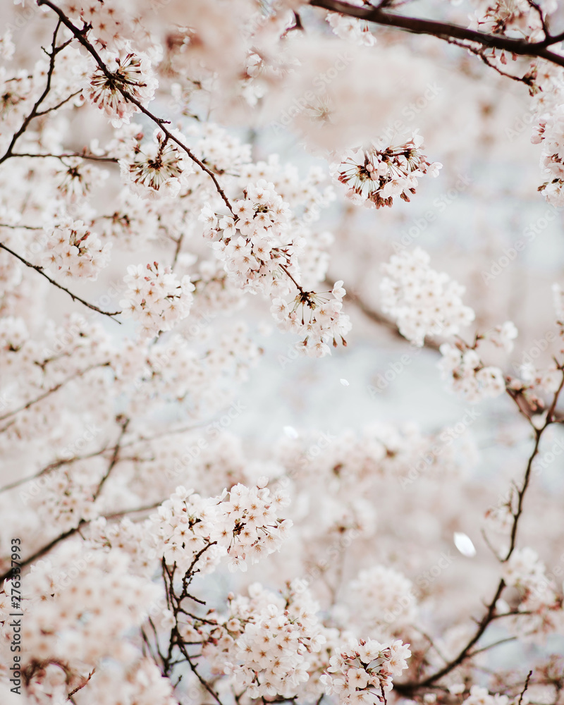 画面いっぱいに写った桜