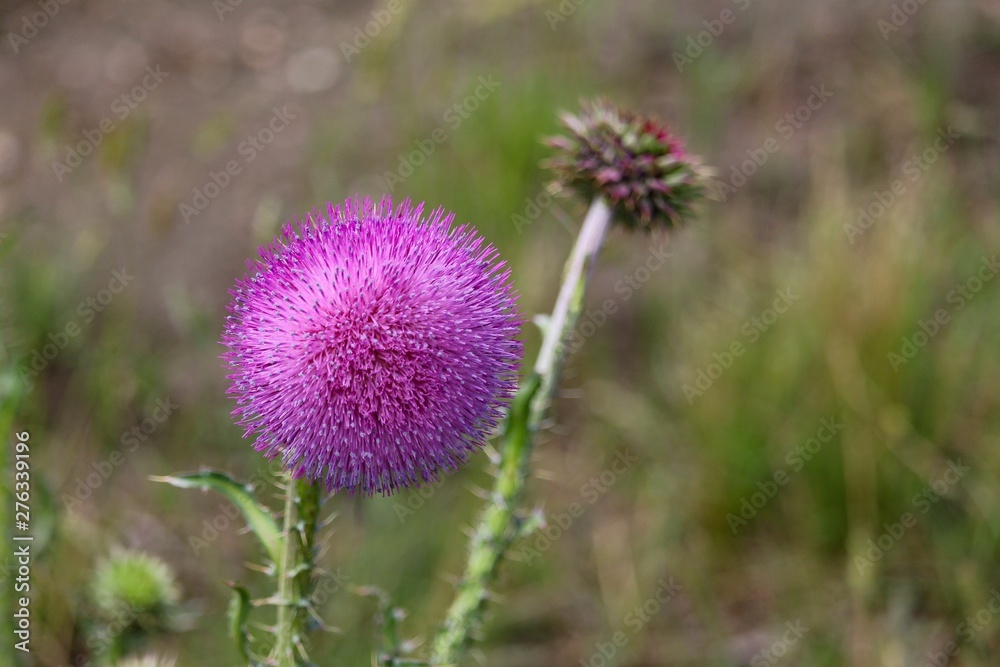 Purple flower of nodding thistle wildflower Purple flower of nodding thistle wildflower