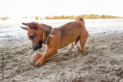 Small mixed breed dog playing at the river beach in the sand with his toys. Dog, summer lifestyle and vacation concept.