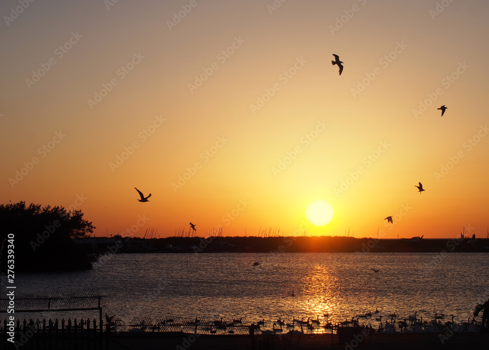 seagulls flying over a golden sunset reflecting on the surface of a lake with swimming geese and swans in silhouette in southport merseyside