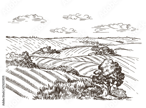 Landscape with a wheat field and village houses. Vector image
