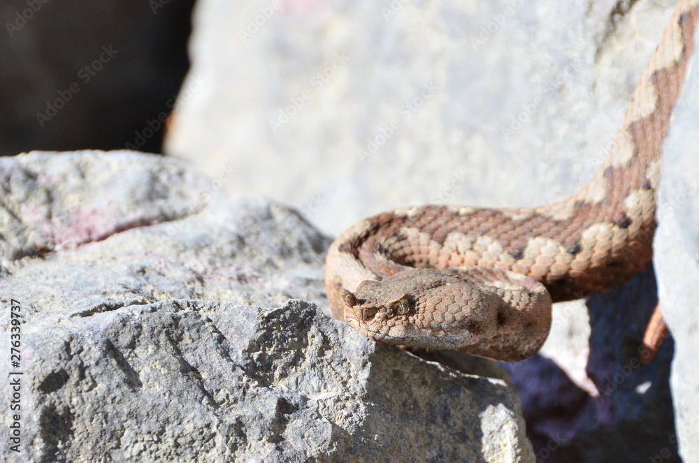 Fototapeta premium Snake