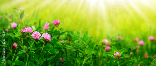 Fototapeta Naklejka Na Ścianę i Meble -  Flower panorama in the form of a meadow with clover. Spring and summer nature in soft green and yellow light. Clover flowers on a panorama under the rays of the sun.