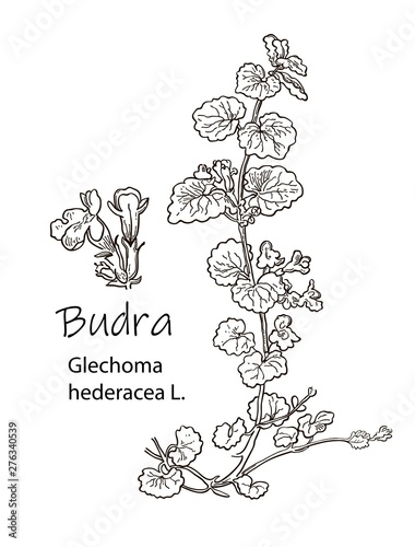 Пора цветенья трав. Medicinal herb ground-ivy (Glechoma hederacea) hand drawn botanical vector illustration