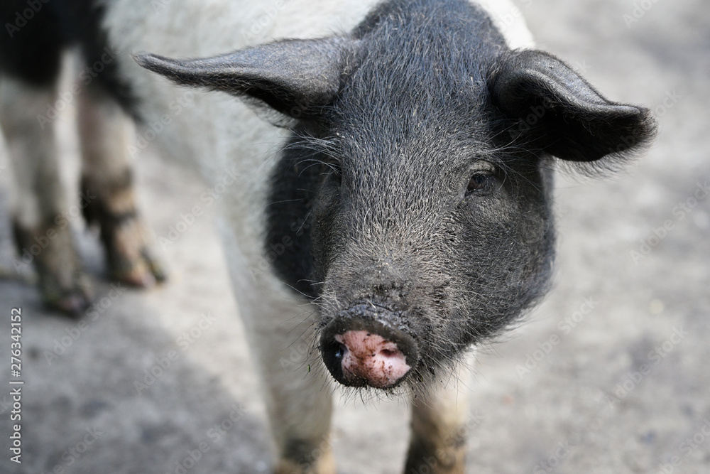 Two-colored little pig in the paddock. Two-colored little pig in the paddock.
