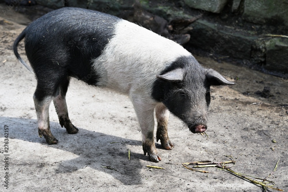 Two-colored little pig in the paddock. Two-colored little pig in the paddock.