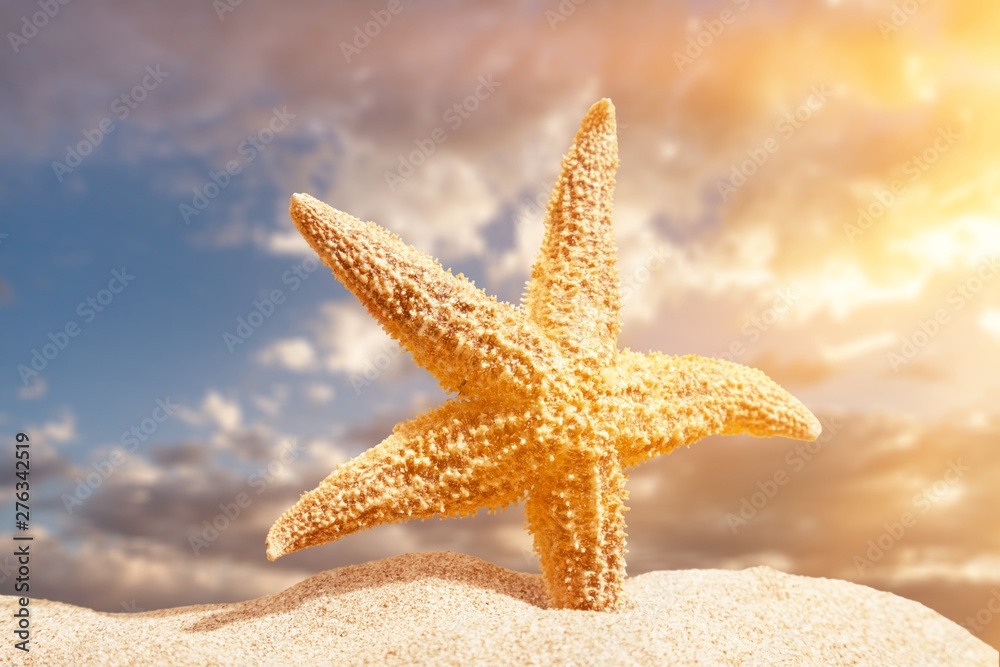 Starfish on Beach Sand. Close up Starfish on Beach Sand. Close up