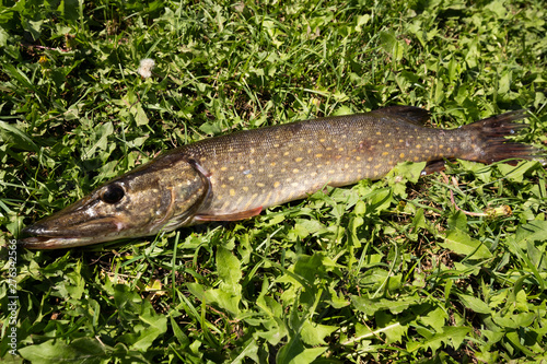 Fisherman trophy. Freshwater fish pike lying on the green grass