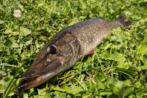 Fisherman trophy. Freshwater fish pike lying on the green grass