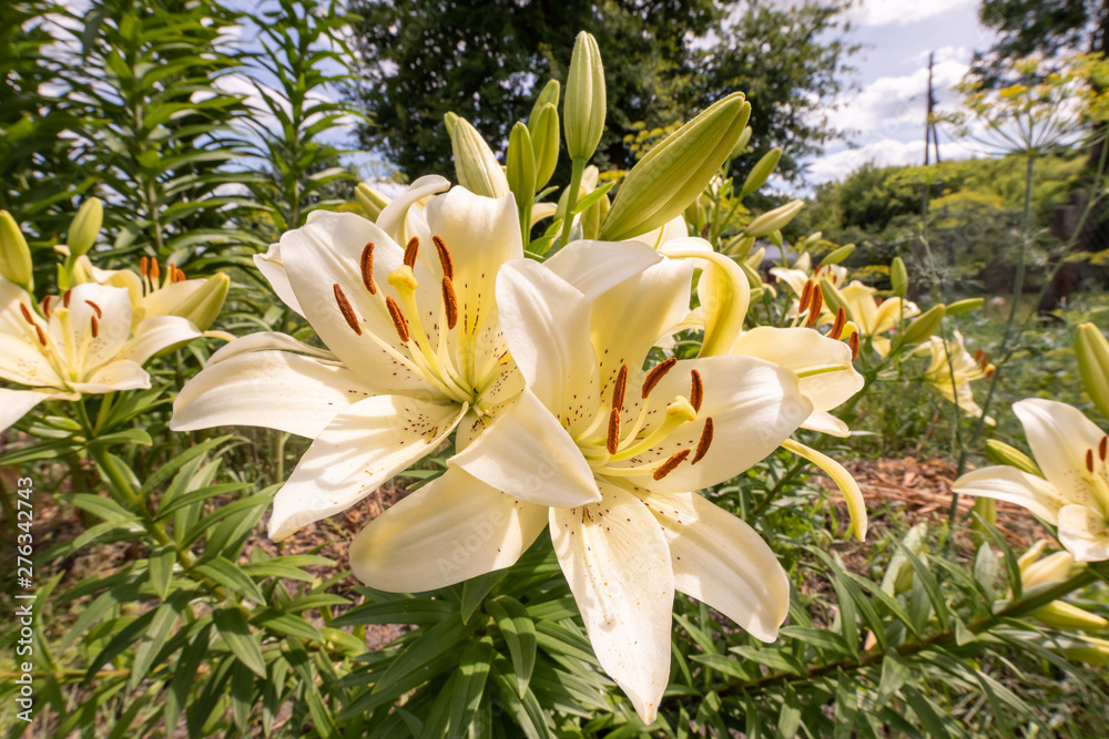 Obraz premium flowers of yellow Lily close-up