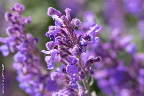 lavender close up © Karin