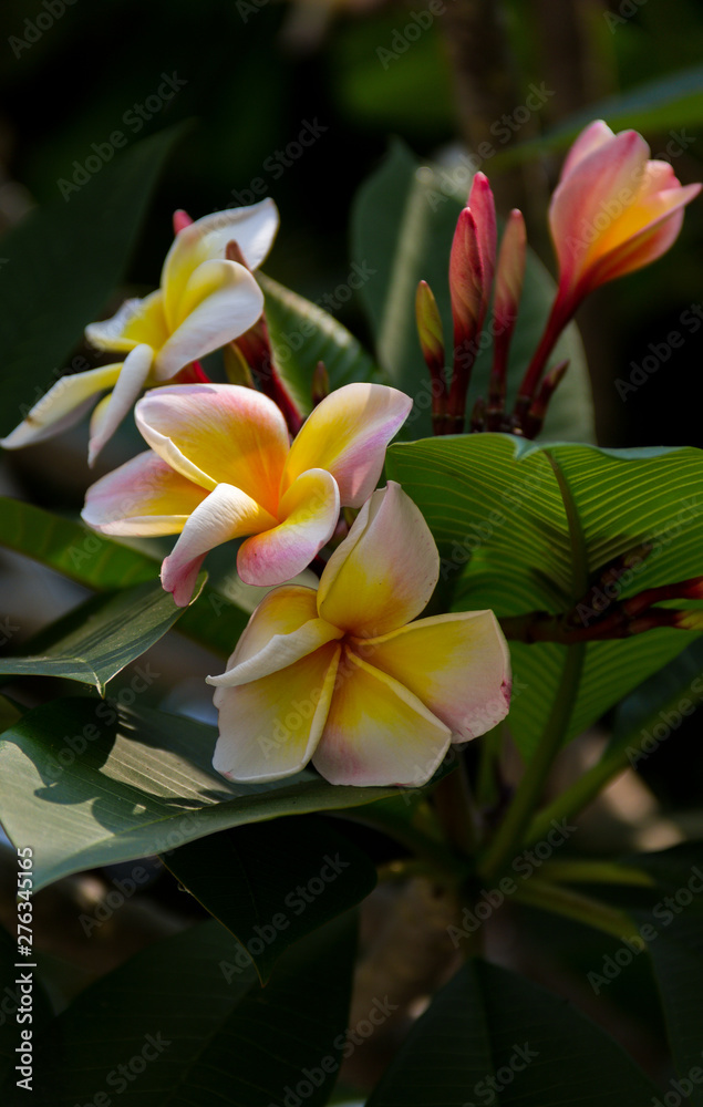 Fototapeta premium Temple tree, Pagoda tree, Frangipani blooming on a tree.