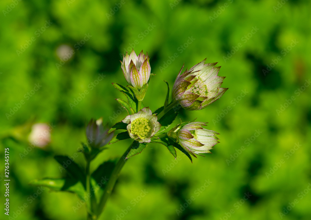 flowers in bokeh