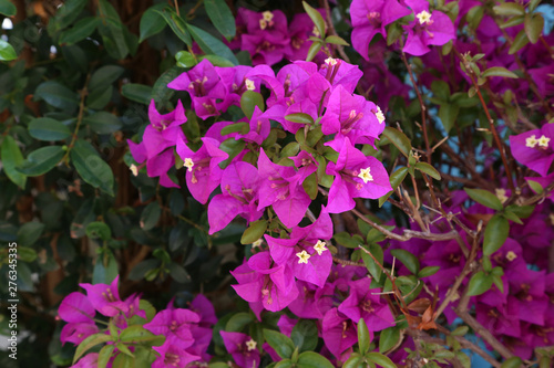 Magenta bougainvillea flowers. Bougainvillea flowers as a background.