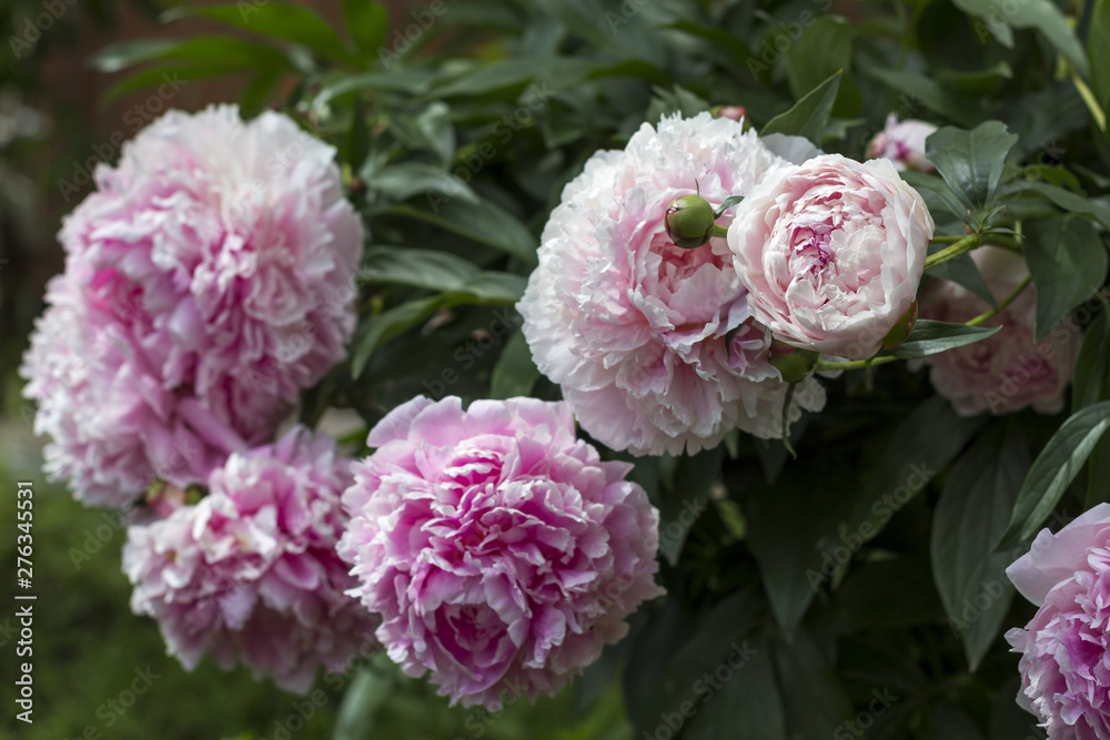 Fototapeta premium Blooming bush pink peonyies in the summer garden.