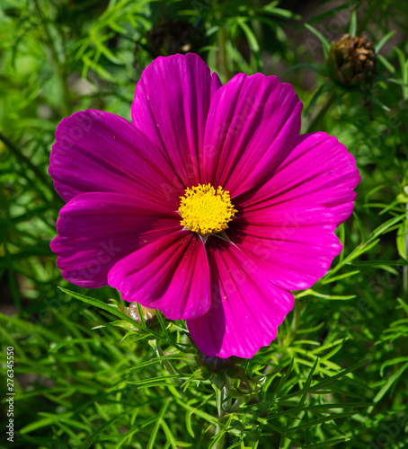 Pink flower with a bright yellow center