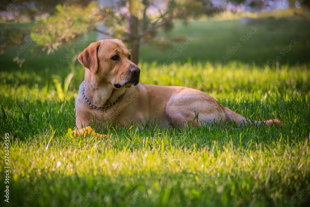 magnificent beautiful dog magnificent beautiful dog