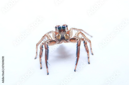 Orange-black spider on a white background. Selective focus of the little spider isolate on whith background.