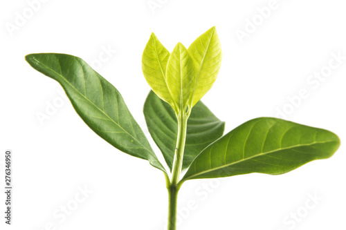 Sapling leaves on white background.