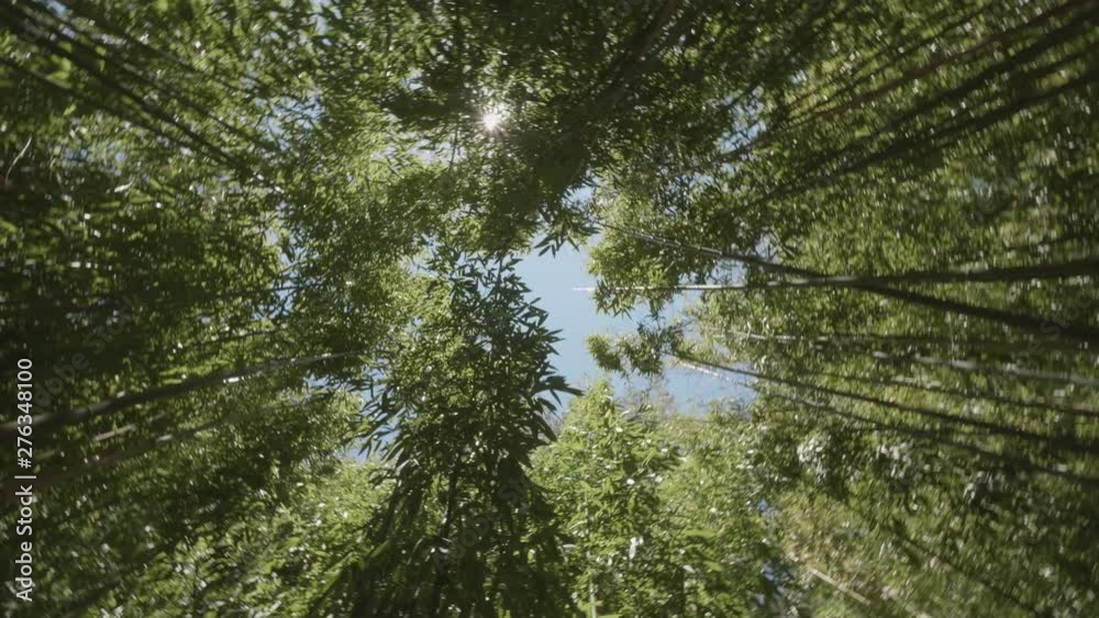 360 panoramic underneath view of a bamboo forest with sun flare sunny day 360 panoramic underneath view of a bamboo forest with sun flare sunny day