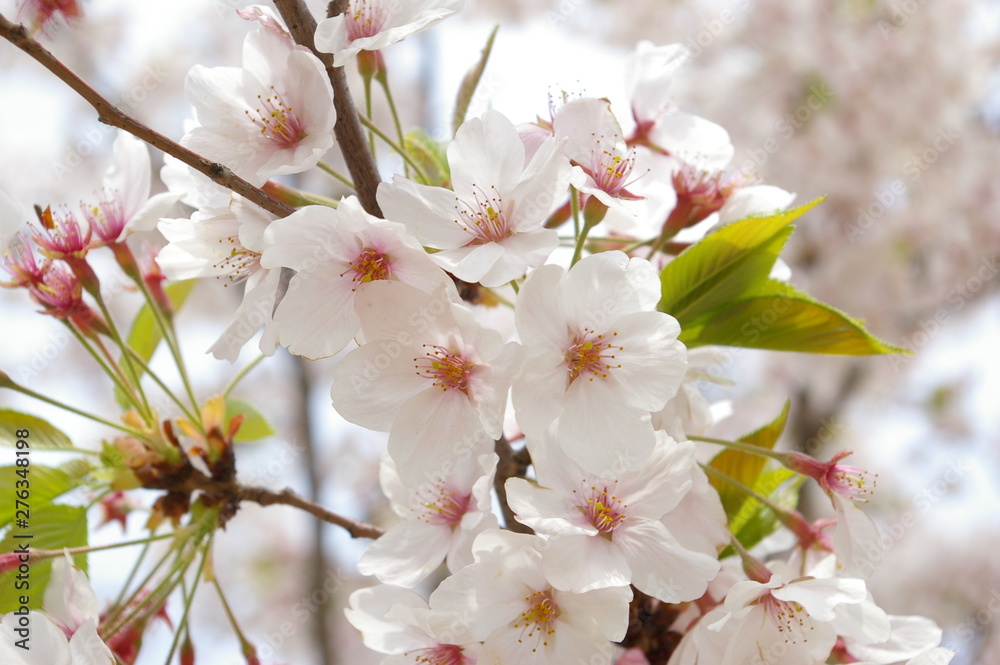 cherry blossom cherry blossom