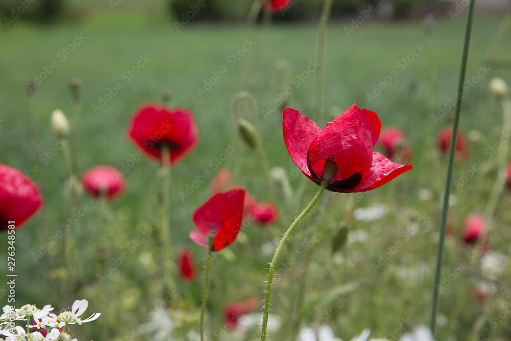 Obraz premium Mohnblumen