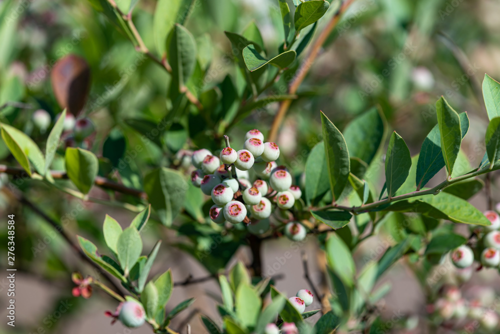 Young fruits of blueberry, on the branch Young fruits of blueberry, on the branch