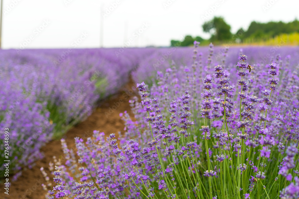 Obraz premium Lavender field on summer