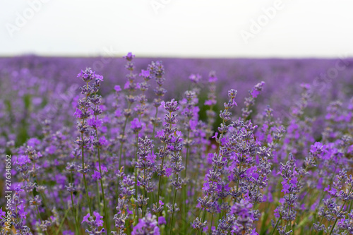 Lavender field on summer