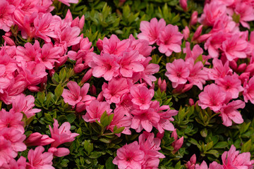 Acrylglasbilder Azalee Rosa Azalee in voller Blüte  © pikumin