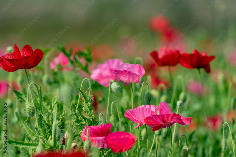 Fototapeta premium Red and pink flower of corn poppy, Papaver rhoeas