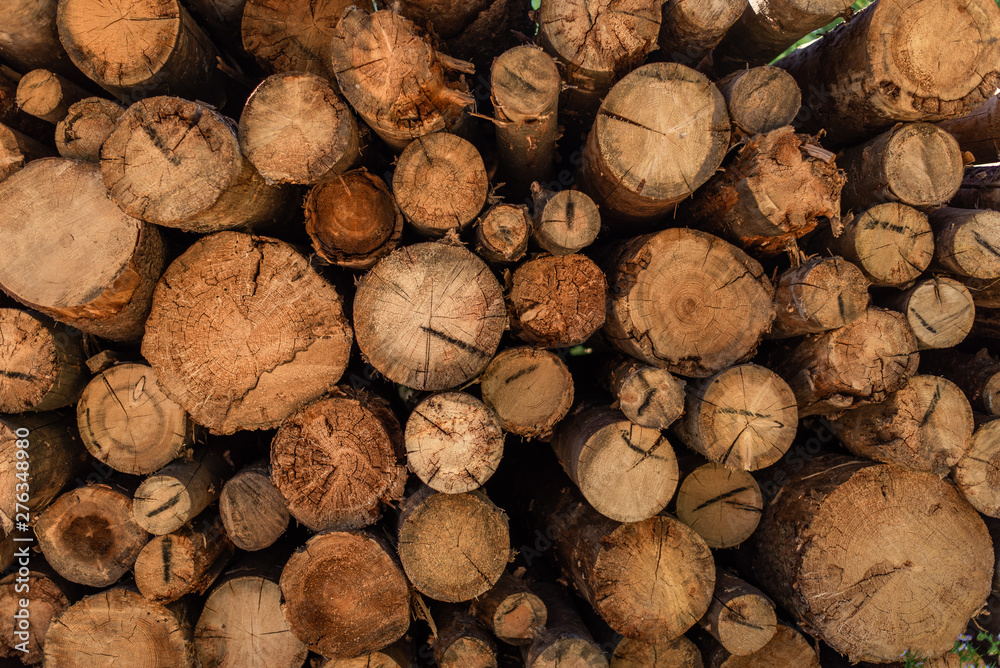 cut wood , deforestation, stacked logs, close-up cut wood , deforestation, stacked logs, close-up