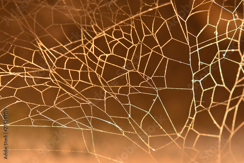 SPIDER WEB TEXTURE IN SUNLIGHT