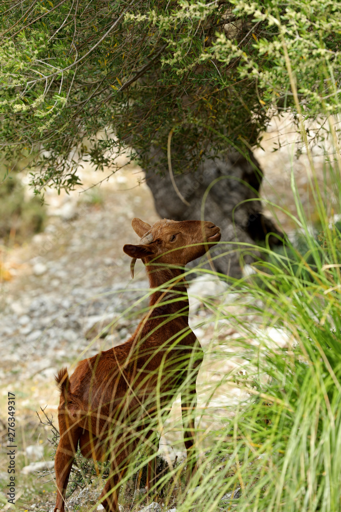 Wild lebende Ziege auf Mallorca Stock Photo | Adobe Stock