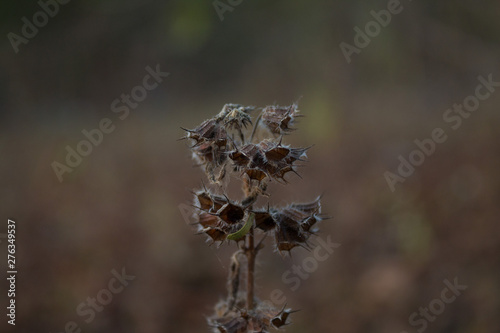 spider web on a brown plant