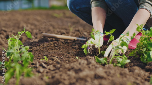 Farmer hands planting to soil tomato seedling photo