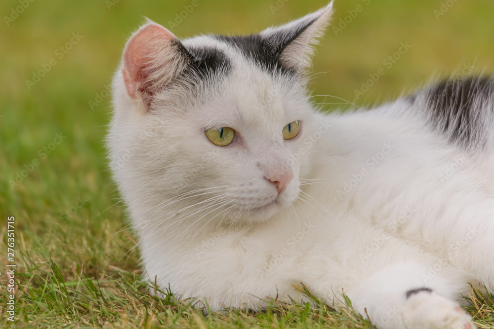 Eine schwaz-weiße Katze beobachtet aufmerksam die Umgebung Eine schwaz-weiße Katze beobachtet aufmerksam die Umgebung