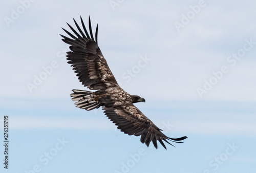 See eagle in flight