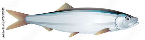 Sprat fish realistic vector illustration on a white background